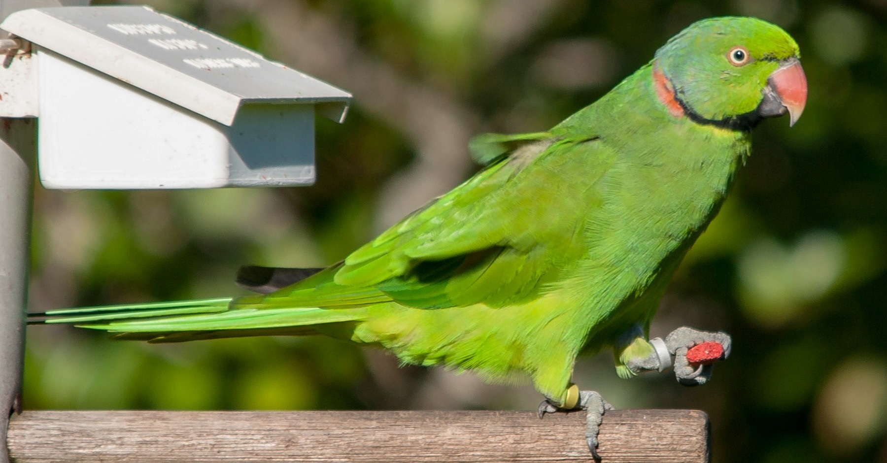 Papegøye hjemme, guide om hold av papegøyer