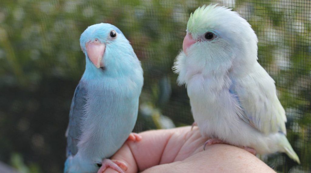 Fuglesand til undulat