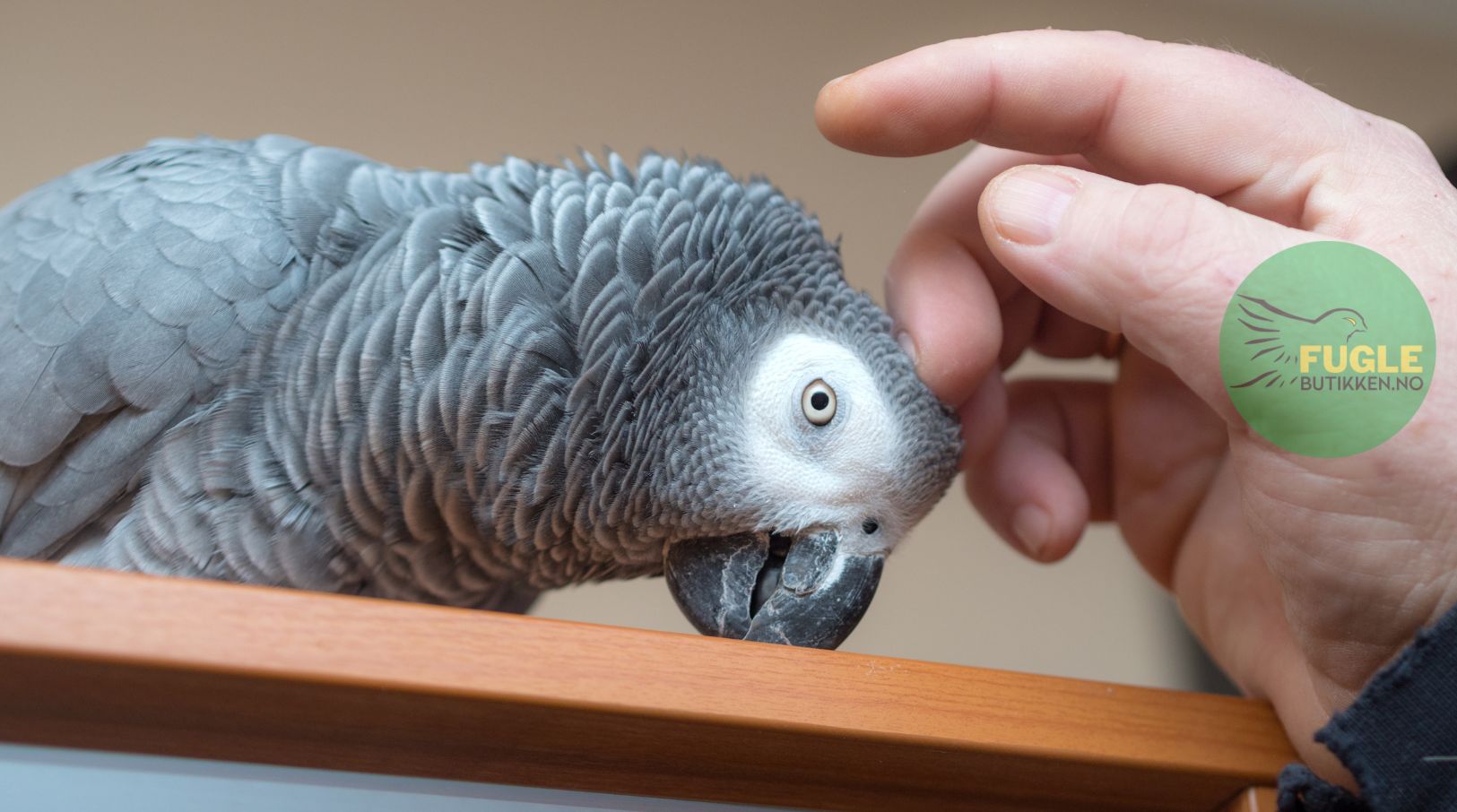 Balansering av Menneskekontakt og Fugleselskap