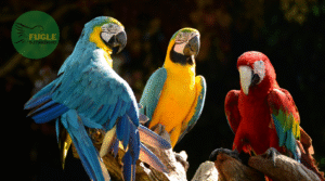 Hvilken fugl skal jeg velge