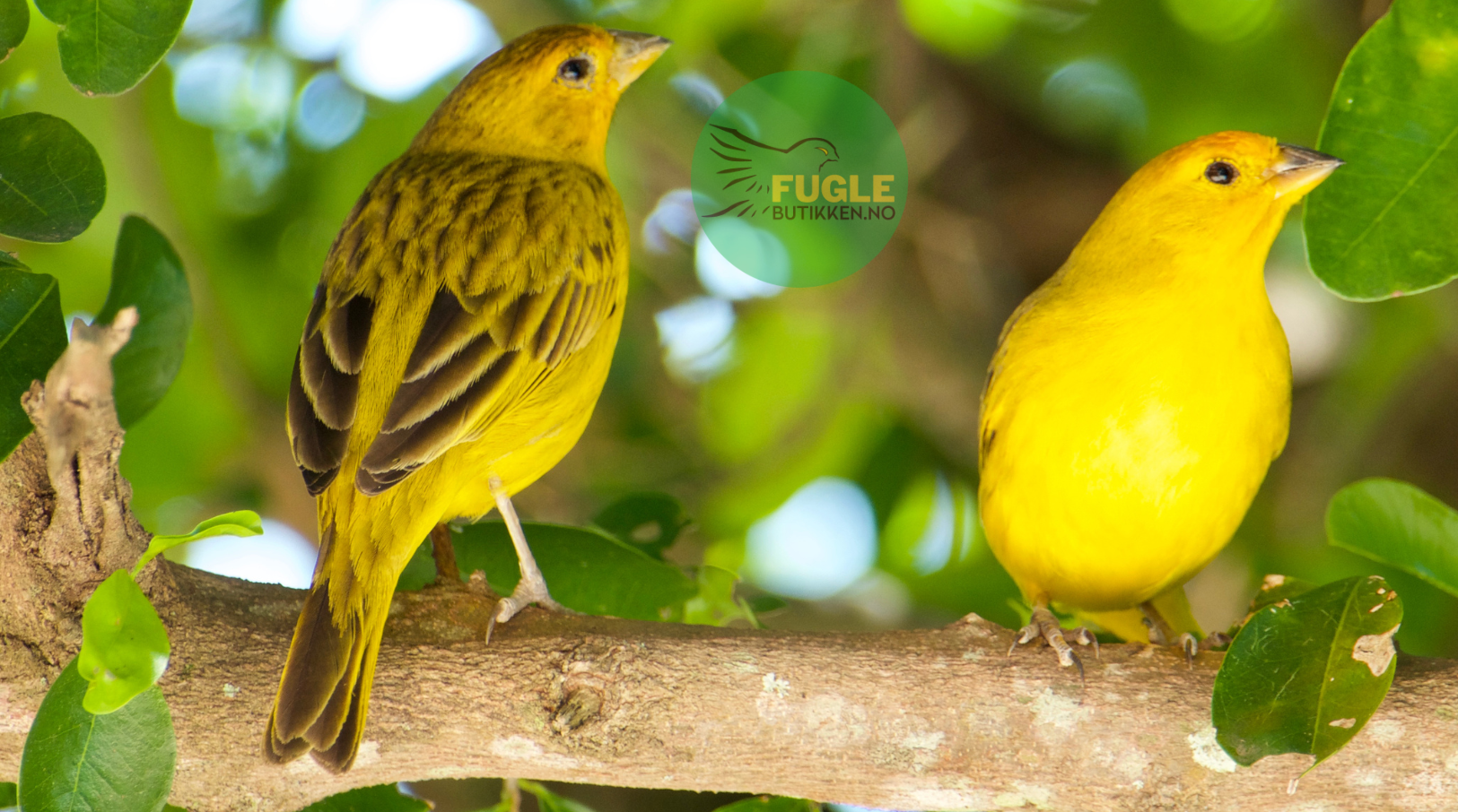 Kanarifugl-Guide til kjøp-stell og hold