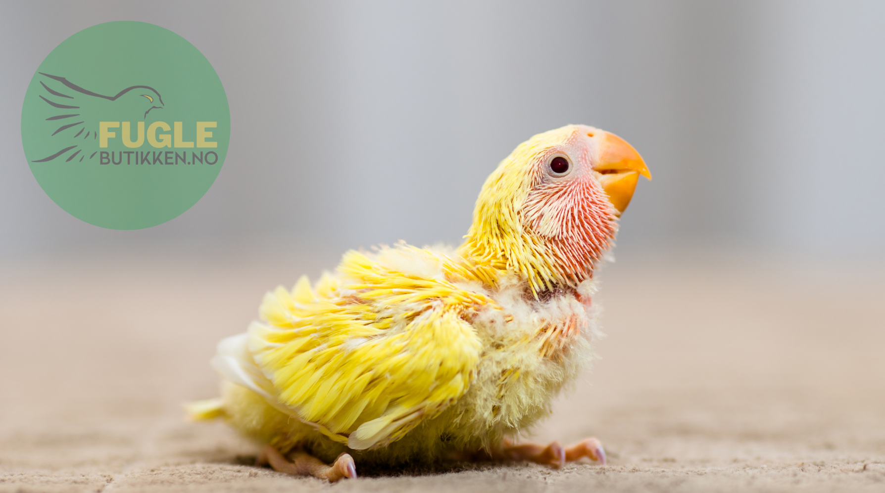 Temperatur og hyppighet for håndmating