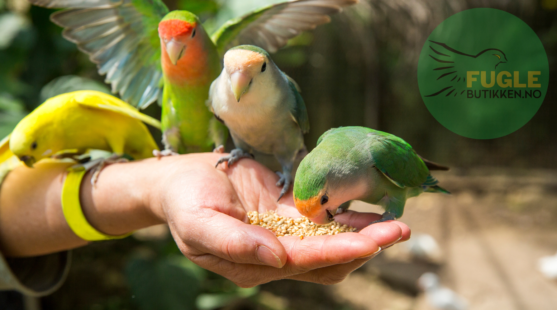 Temperatur og hyppighet for håndmating