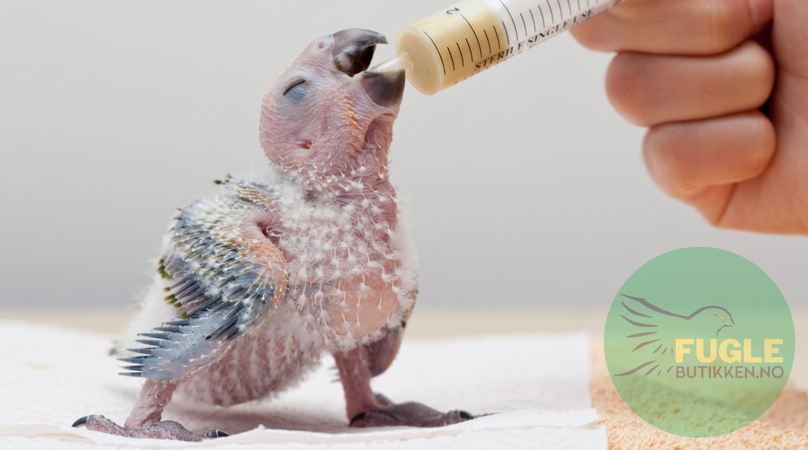 Temperatur og hyppighet for håndmating