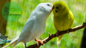 Undulat kommunikasjon – Lyder, kroppsspråk og sang