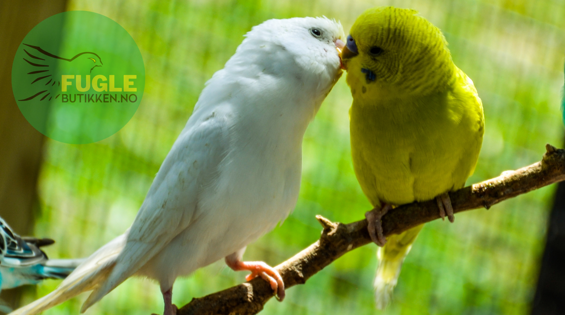 Undulat kommunikasjon – Lyder, kroppsspråk og sang