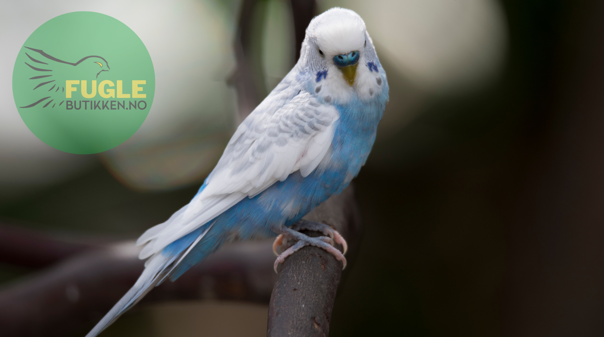 Undulater er svært sensitive for lyskvalitet