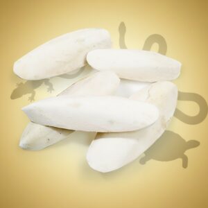 Sepiaskall ca 13-20cm