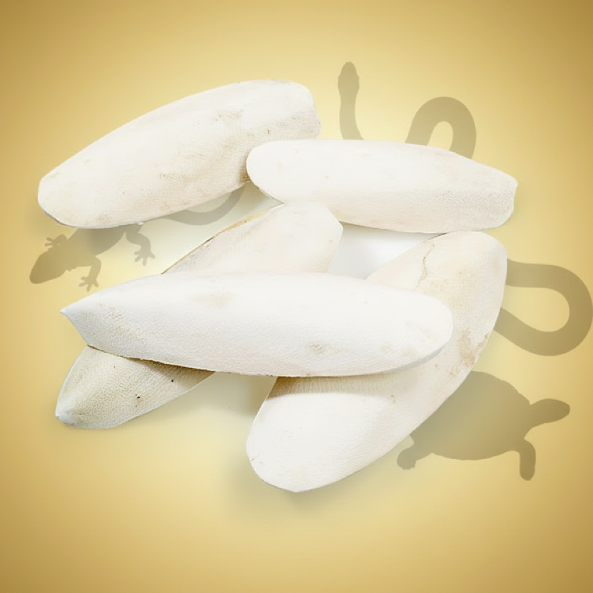 Sepiaskall ca 13-20cm